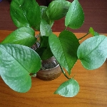 [Avatar]