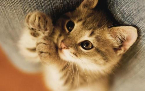 梦到抱着很温顺的猫是什么意思